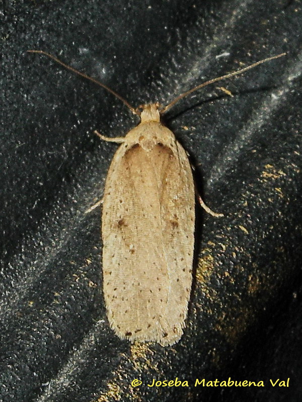 Agonopterix sp. ?